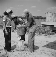 Three Day Laborers Weighing Bushel of String Bean, Seabrook Farms, Bridgeton, New Jersey, USA, Marion Post Wolcott for Farm Security Administration, July 1941