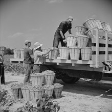Truck Being Loaded with Bushels of String Beans picked by Day Laborers from Neighboring Towns, Seabrook Farms, Bridgeton, New Jersey, USA, Marion Post Wolcott for Farm Security Administration, July 19...
