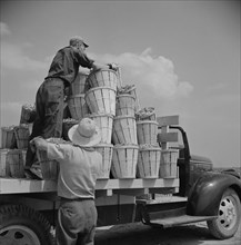 Truck Being Loaded with Bushels of String Beans by Two Day Laborers, Rear View, Seabrook Farms, Bridgeton, New Jersey, USA, Marion Post Wolcott for Farm Security Administration, July 1941