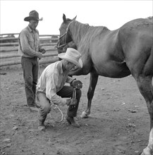 Cowboy Removing Horseshoe from Horse in Ranch Corral, Birney, Montana, USA, Marion Post Wolcott for Farm Security Administration, August 1941