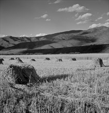 Cutting and Raking Hay in Valley, near Aspen, Colorado, USA, Marion Post Wolcott for Farm Security Administration, September 1941