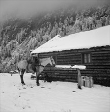 Horse and Dog in front of Ranch House after early Fall Blizzard, near Aspen, Colorado, USA, Marion Post Wolcott for Farm Security Administration, September 1941