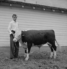 Teen Boy with Hereford Steer, Mitchell, Nebraska, USA, Marion Post Wolcott for Farm Security Administration, September 1941