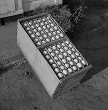 Eggs Produced by Poultry Enterprise of Two Rivers Non-Stock Cooperative Association, a Farm Security Administration (FSA) Project, Waterloo, Nebraska, USA, Marion Post Wolcott for Farm Security Admini...