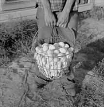 Eggs Produced by Poultry Enterprise of Two Rivers Non-Stock Cooperative Association, a Farm Security Administration (FSA) Project, Waterloo, Nebraska, USA, Marion Post Wolcott for Farm Security Admini...