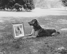 Laddie Boy, Dog Looking at Framed Self-Portrait on Lawn, Washington DC, USA, National Photo Company, July 1922