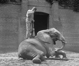 Animal Trainer with Broom Standing on Jumebina the Elephant, Washington DC, USA, National Photo Company, 1922