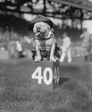 U.S. Marines Football Team Mascot on 40-Yard Marker, National Photo Company, October 1923