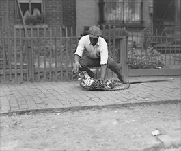Dog Catcher with Dog in Net, Washington DC, USA, National Photo Company, July 1924