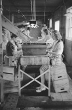 Migrant Girls Working in Cherry Canning Plant, Berrien County, Michigan, USA, John Vachon for Farm Security Administration, July 1940
