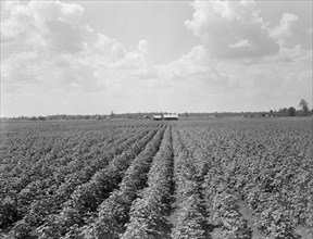 Delta Plantation Landscape, near Wilson, Arkansas, USA, Dorothea Lange for Farm Security Administration, August 1938