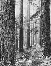 Logger on Forest Trail, Washington, USA, Arthur M. Prentiss for Farm Security Administration, 1935