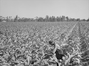 Worker in Tobacco Field, Florence County, South Carolina, USA, Photographer Cox for Farm Security Administration, August 1938
