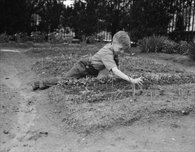 Child Working in School Victory Garden, First Avenue between Thirty-Fifth and Thirty-Sixth Streets, New York City, New York, USA, Edward Meyer for Office of War Information, June 1944