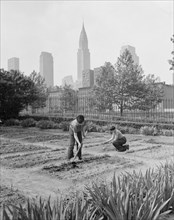 Two Children Working in School Victory Garden, First Avenue between Thirty-Fifth and Thirty-Sixth Streets, New York City, New York, USA, Edward Meyer for Office of War Information, June 1944
