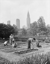 Children Working in School Victory Garden, First Avenue between Thirty-Fifth and Thirty-Sixth Streets, New York City, New York, USA, Edward Meyer for Office of War Information, June 1944