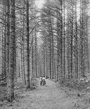 Rear View Portrait of Couple Walking along Wide Trail, Cathedral Wood, White Mountains, North Conway, New Hampshire, USA, Detroit, Publishing, Company, 1900
