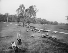 Sheep, Prospect Park, Brooklyn, New York, USA, Detroit Publishing Company, USA, 1900