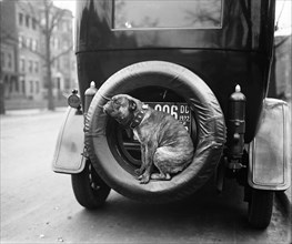 Dog Sitting on Spare Tire at Back of Automobile, Harris & Ewing, 1922