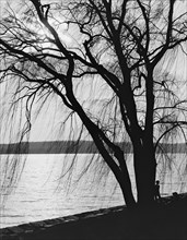 Tree Silhouette at Water's Edge with Moonlight, Potomac Park, Washington DC, USA, Detroit Publishing Company, 1910