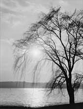 Tree Silhouette at Water's Edge, Potomac Park, Washington DC, USA, Detroit Publishing Company, 1910