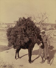 Arab Man with Donkey Carrying Load of Roots and Twigs, Palestine, American Colony Photo Department, early 1900's