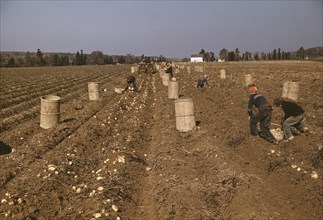 Children Gathering Potatoes on Large Farm, Schools do not Open until the Potatoes are Harvested, near Caribou, Aroostook County, Maine, USA, Jack Delano for Farm Security Administration - Office of Wa...