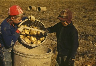 Two Children Gathering Potatoes on Large Farm, Schools do not Open until the Potatoes are Harvested, near Caribou, Aroostook County, Maine, USA, Jack Delano for Farm Security Administration - Office o...