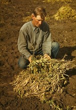 Bill Stagg, Homesteader, Harvesting his Pinto Beans, Pie Town, New Mexico, USA, Russell Lee for Farm Security Administration - Office of War Information, October 1940