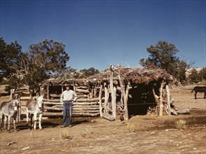 Mr. Leatherman, Homesteader, with his Work Burros in front of his Barn, Pie Town, New Mexico, USA, Russell Lee for Farm Security Administration - Office of War Information, September 1940