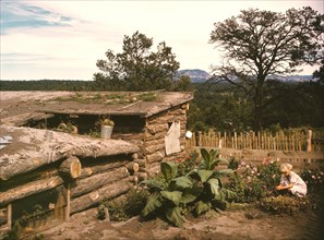 Garden Adjacent to Dugout Home of Jack Whinery, Homesteader, Pie Town, New Mexico, USA, Russell Lee for Farm Security Administration - Office of War Information, September 1940