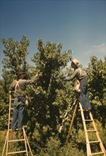 Two Workers Picking Peaches on Orchard, Delta County, Colorado, USA, Russell Lee for Farm Security Administration - Office of War Information, September 1940