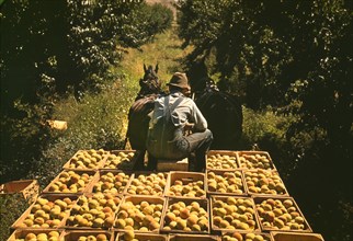 Rear View of Worker Hauling Peaches from Orchard to Shipping Shed, Delta County, Colorado, USA, Russell Lee for Farm Security Administration - Office of War Information, September 1940