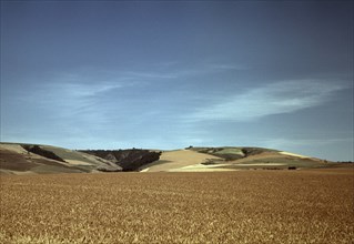 Wheat Field, Walla Walla, Washington, USA, Russell Lee for Farm Security Administration - Office of War Information, July 1941