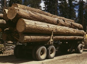 Truck load of Ponderosa Pine, Edward Hines Lumber Co., Malheur National Forest, Grant County, Oregon, USA, Russell Lee for Farm Security Administration - Office of War Information, July 1942