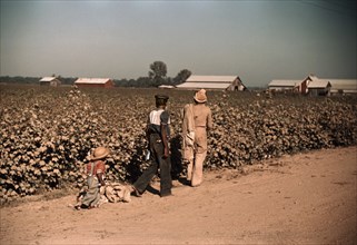Young Children Day Laborers Picking Cotton, near Clarksdale, Mississippi, Marion Post Wolcott for Farm Security Administration, November 1939