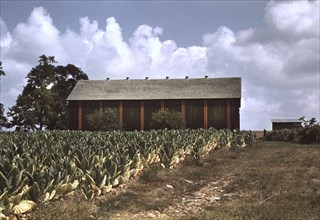 Field of Burley Tobacco with Drying and Curing Barn in Background, Russell Spears Farm, near Lexington Kentucky, USA, Post Wolcott for Farm Security Administration, September 1940