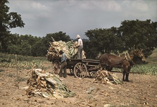 Two Workers Taking Burley Tobacco from the Fields after it had been cut, to dry and cure in barn, Russell Spears Farm, near Lexington Kentucky, USA, Post Wolcott for Farm Security Administration, Sept...
