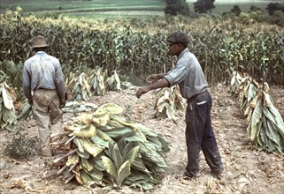 Two Workers Putting Burley Tobacco on Sticks to Wilt After Cutting Before it is Taken to Barn for Drying and Curing, Russell Spears Farm, near Lexington, Kentucky, USA, Post Wolcott for Farm Security ...