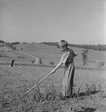 Young Boy Tending to Victory Garden, which will Augment Supplies of Fruits and Vegetables severely Reduced by War Demands, Fritz Henle for Office of War Information, 1942