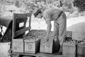Man Unloading Farm Tomatoes from Truck at Packing Depot, Terry, Mississippi, USA, Carl Mydans for U.S. Resettlement Administration, June 1936