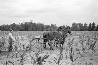 James A. McGuffey, Farmer, Plowing Field, Irwinville Farms Project, Irwinville, Georgia, USA, John Vachon for Farm Security Administration, May 1938