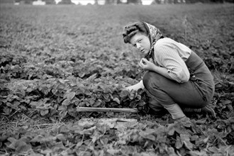 Strawberry Picker, Berrien County, Michigan, USA, John Vachon for Farm Security Administration July 1940