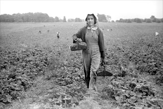 Migrant Worker, Strawberry Picker, Berrien County, Michigan, USA, John Vachon for Farm Security Administration July 1940