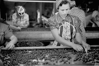 Migrant Girls Working in Cherry Canning Plant, Berrien County, Michigan, USA, John Vachon for Farm Security Administration July 1940