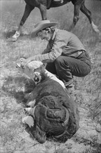 Dude Reviving Calf after Branding, Quarter Circle U Ranch, Montana, USA, Arthur Rothstein for Farm Security Administration, June 1939
