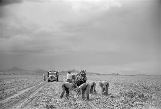 Workers Harvesting Potatoes, San Luis Valley, Rio Grande County, Colorado, USA, Arthur Rothstein for Farm Security Administration, October 1939