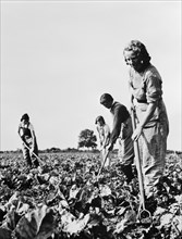 Group of Women working in Sugar Beet Fields during Crop Season as part of the British Women's Land Army to Supply England with Much needed Food during World War II, England, UK, U.S. Office of War Inf...