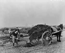 Group of Women Preparing Fields during Crop Season as part of the British Women's Land Army to Supply England with Much needed Food during World War II, England, UK, U.S. Office of War Information, Ap...