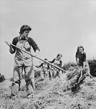 Group of Women, formerly Typists, Clerks and Salesgirls, are now Helping during Crop Season as part of the British Women's Land Army to Supply England with Much needed Food during World War II, Englan...